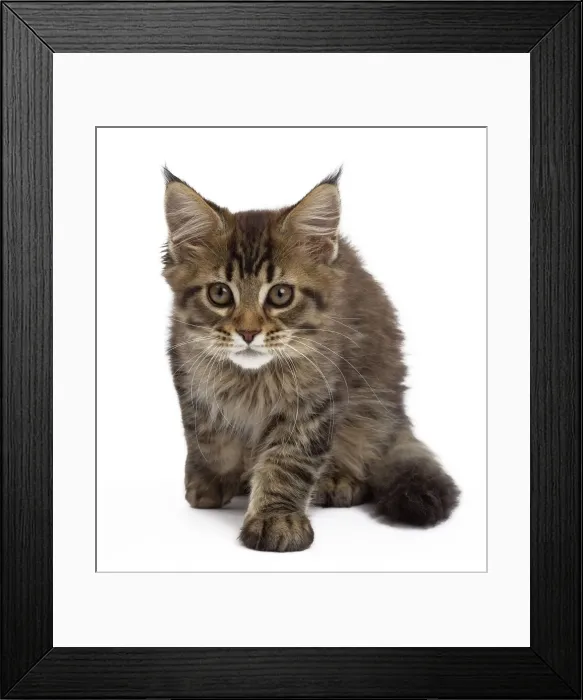 Framed Print : Picture No. 10897486 Framed Print : Picture No. 10897486