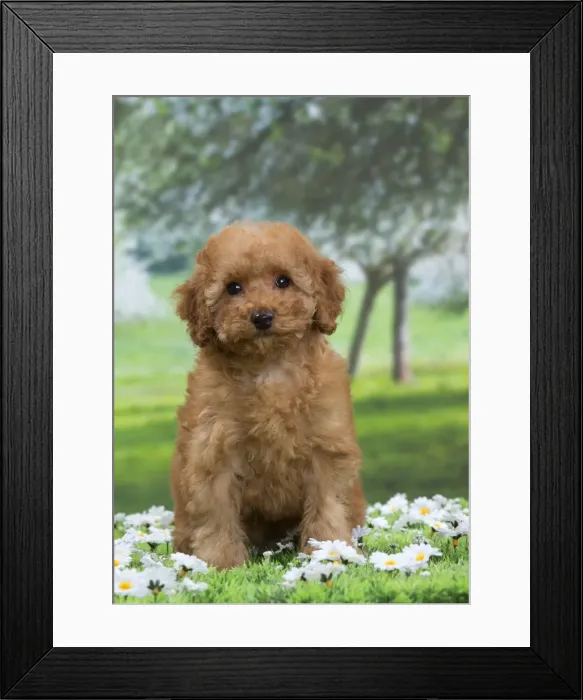 Framed Print : Picture No. 10897641 Framed Print : Picture No. 10897641
