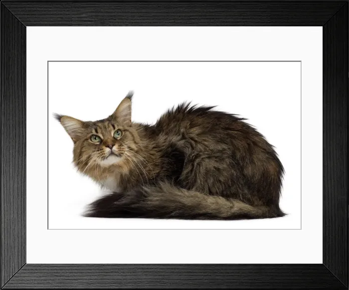 Framed Print : Picture No. 10897474 Framed Print : Picture No. 10897474