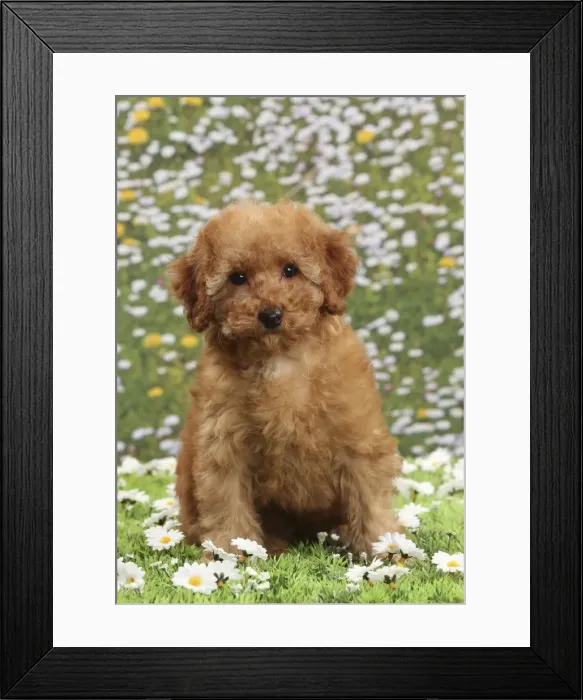 Framed Print : Picture No. 10897637 Framed Print : Picture No. 10897637
