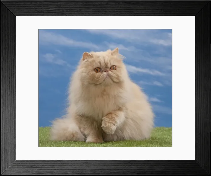 Framed Print : Picture No. 10897604 Framed Print : Picture No. 10897604