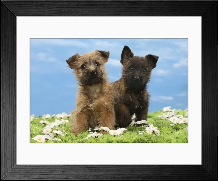 Framed Print : Picture No. 10897627