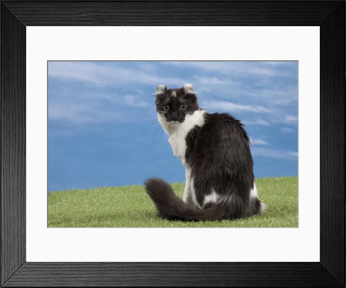 Framed Print : Picture No. 10897609 Framed Print : Picture No. 10897609