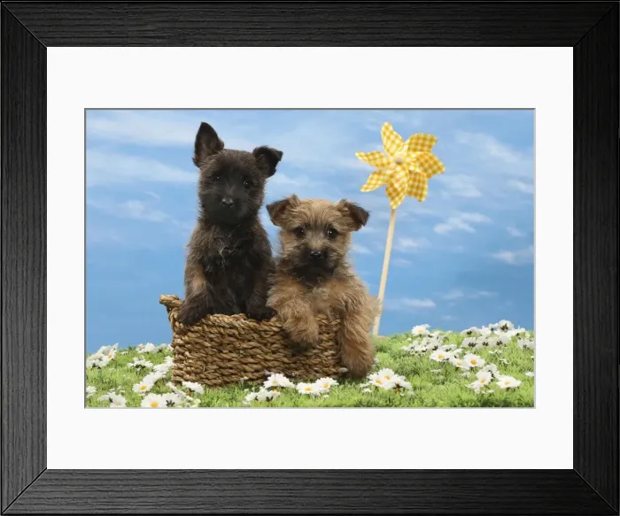 Framed Print : Picture No. 10897636 Framed Print : Picture No. 10897636
