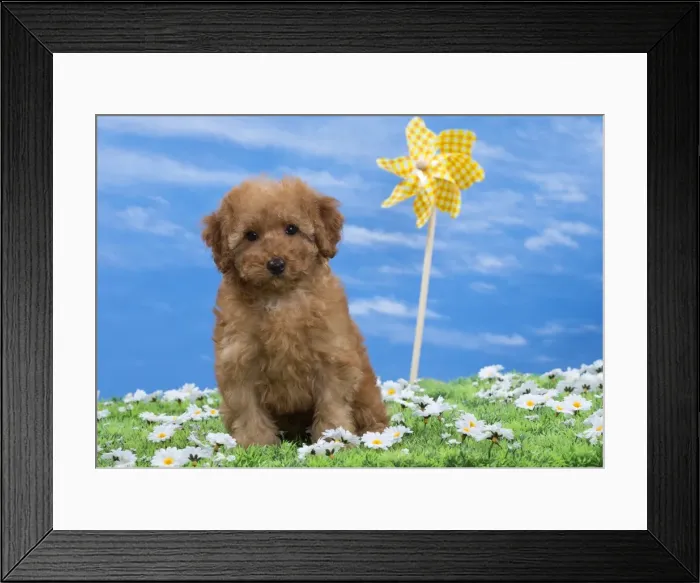 Framed Print : Picture No. 10897643 Framed Print : Picture No. 10897643
