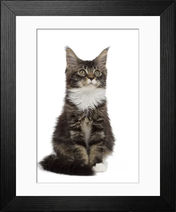 Framed Print : Picture No. 10897499 Framed Print : Picture No. 10897499