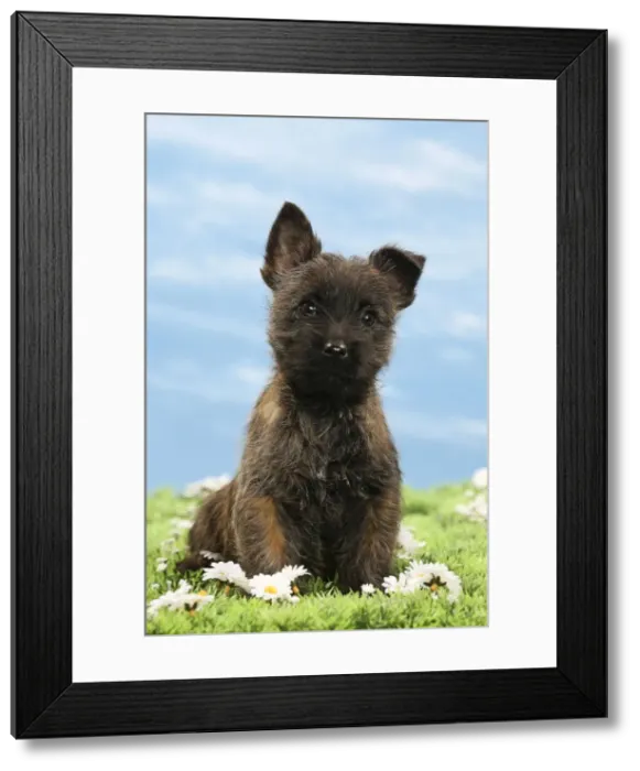 Framed Print : Picture No. 10897620 Framed Print : Picture No. 10897620