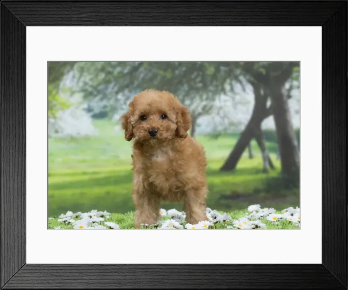 Framed Print : Picture No. 10897640 Framed Print : Picture No. 10897640