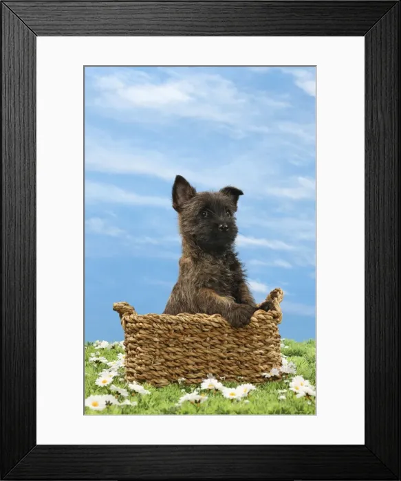 Framed Print : Picture No. 10897631 Framed Print : Picture No. 10897631