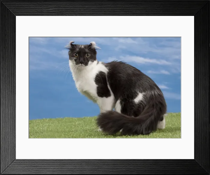 Framed Print : Picture No. 10897610 Framed Print : Picture No. 10897610