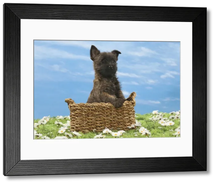 Framed Print : Picture No. 10897630