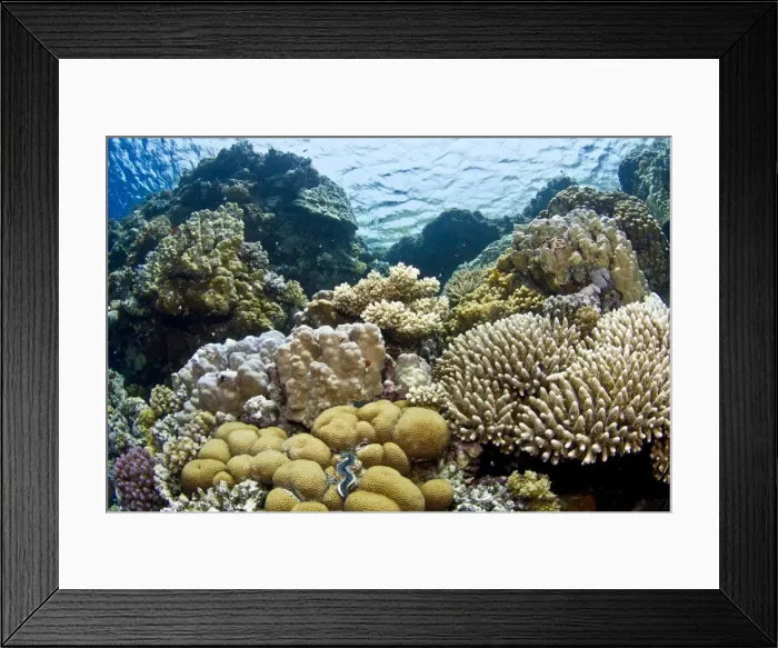 Framed Print : Picture No. 10890859 Framed Print : Picture No. 10890859