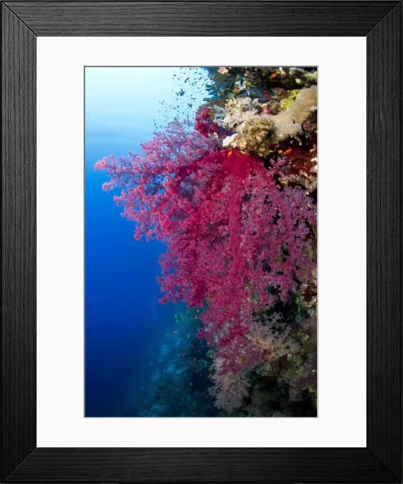 Framed Print : Picture No. 10890857 Framed Print : Picture No. 10890857