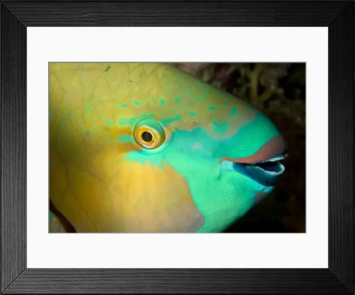 Framed Print : Picture No. 10890866 Framed Print : Picture No. 10890866