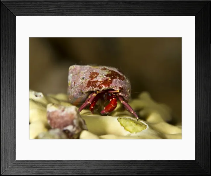 Framed Print : Picture No. 10890867 Framed Print : Picture No. 10890867