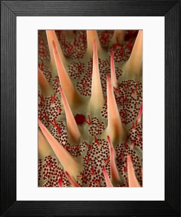 Framed Print : Picture No. 10890868 Framed Print : Picture No. 10890868