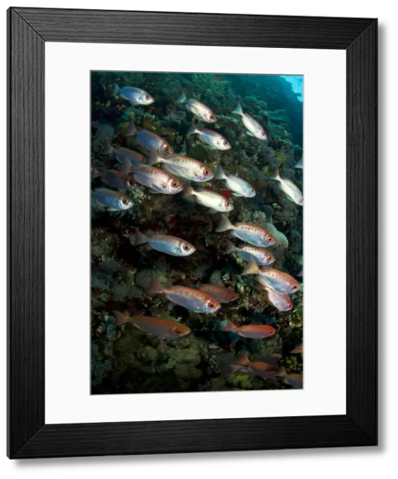 Framed Print : Picture No. 10890871 Framed Print : Picture No. 10890871