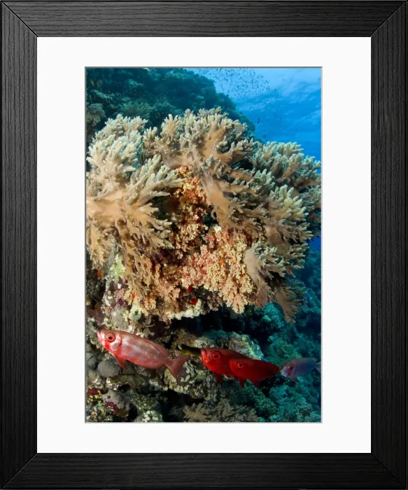 Framed Print : Picture No. 10890870 Framed Print : Picture No. 10890870