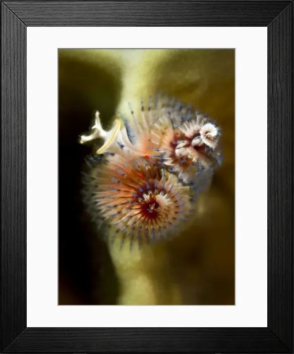 Framed Print : Picture No. 10890872 Framed Print : Picture No. 10890872