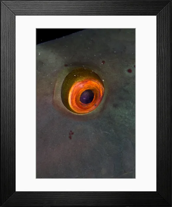 Framed Print : Picture No. 10890865 Framed Print : Picture No. 10890865