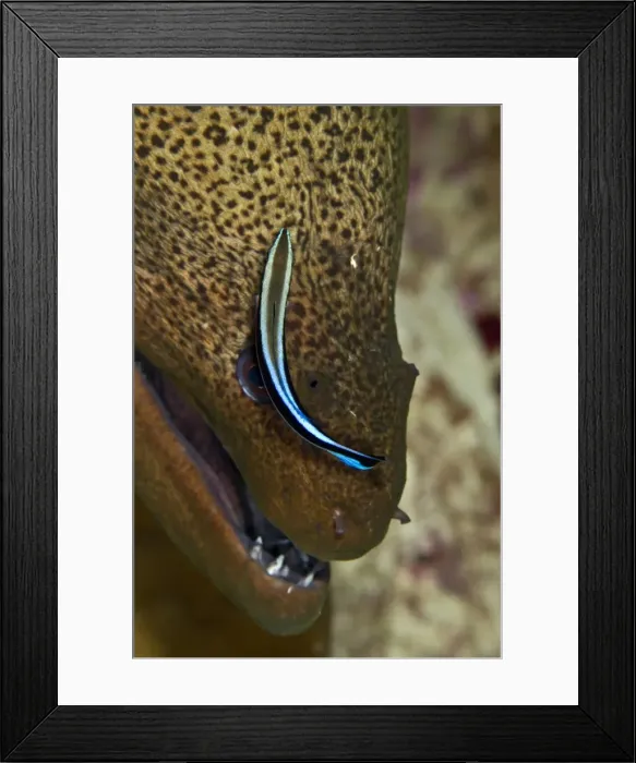 Framed Print : Picture No. 10890874 Framed Print : Picture No. 10890874