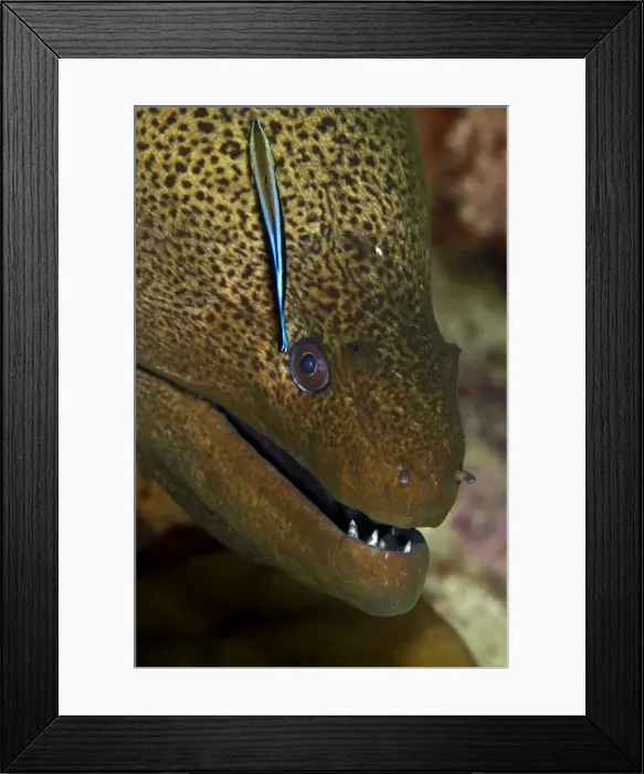 Framed Print : Picture No. 10890873 Framed Print : Picture No. 10890873