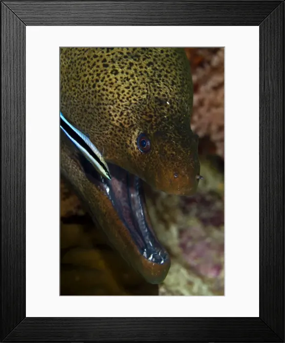 Framed Print : Picture No. 10890875 Framed Print : Picture No. 10890875