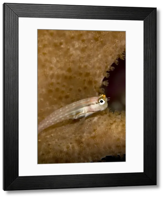 Framed Print : Picture No. 10890876 Framed Print : Picture No. 10890876