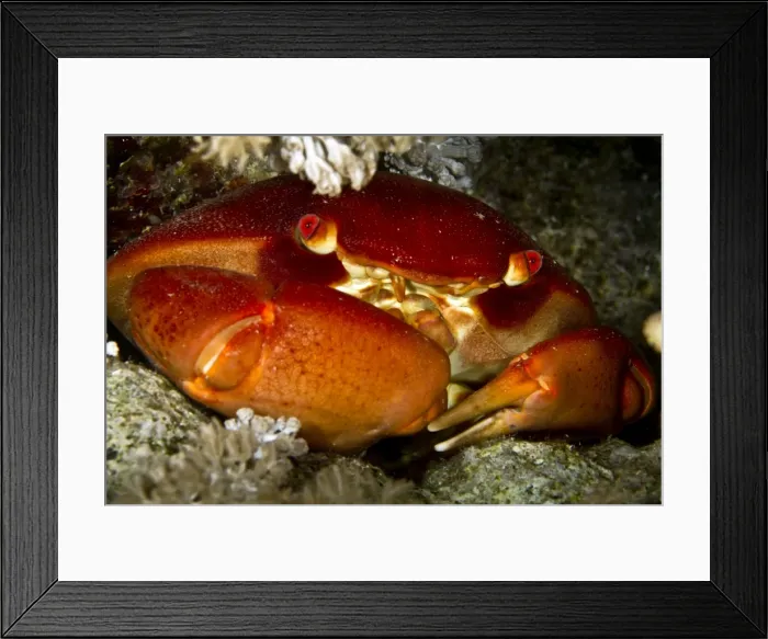 Framed Print : Picture No. 10890880 Framed Print : Picture No. 10890880
