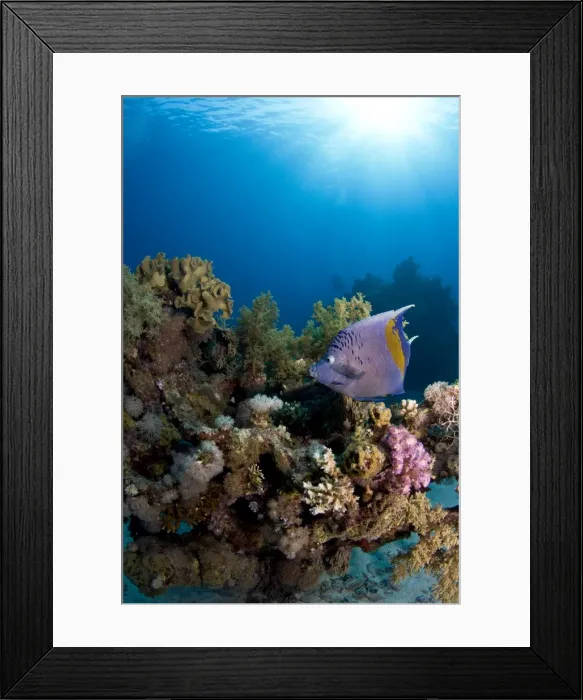 Framed Print : Picture No. 10890882 Framed Print : Picture No. 10890882