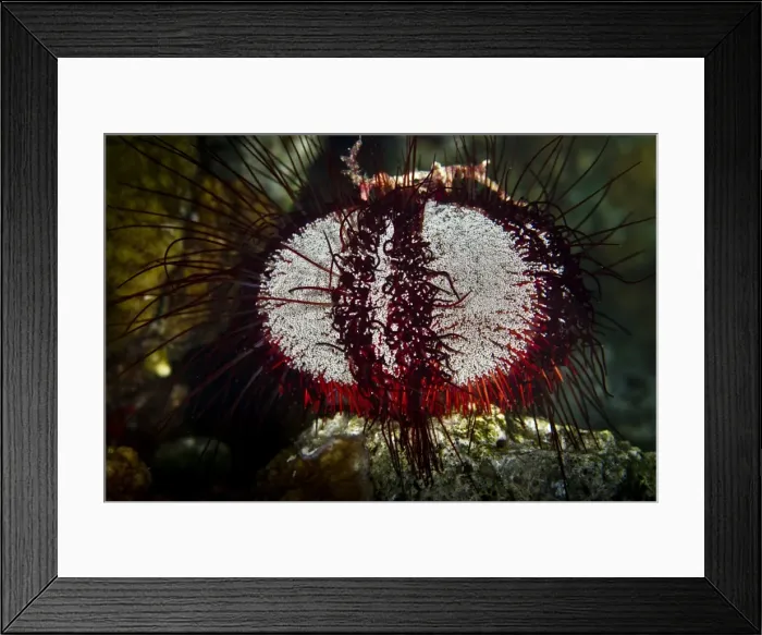 Framed Print : Picture No. 10890877 Framed Print : Picture No. 10890877