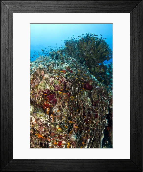 Framed Print : Picture No. 10890885 Framed Print : Picture No. 10890885
