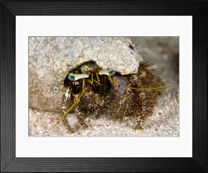 Framed Print : Picture No. 10890878 Framed Print : Picture No. 10890878