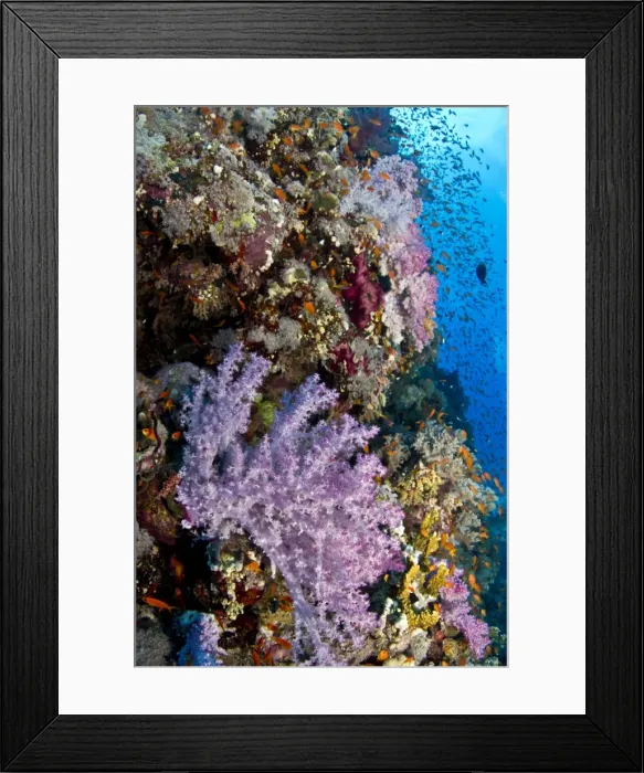 Framed Print : Picture No. 10890883 Framed Print : Picture No. 10890883