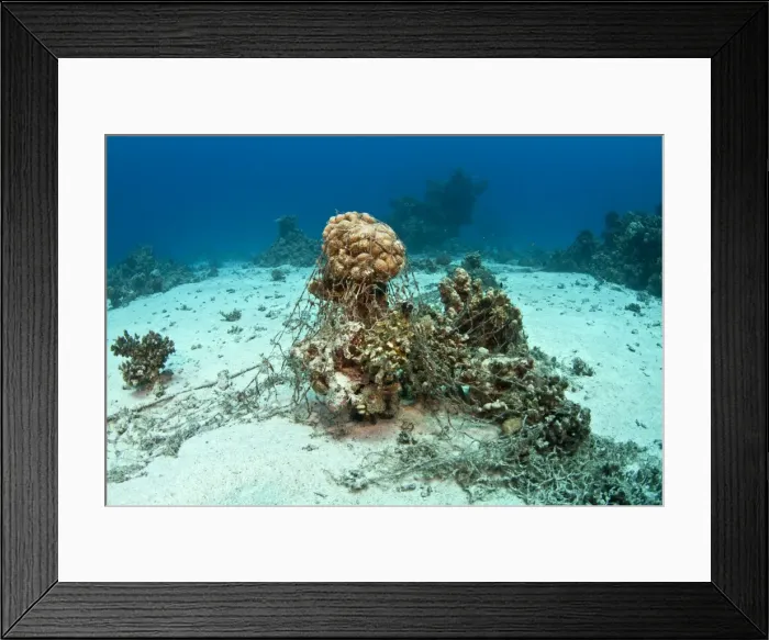 Framed Print : Picture No. 10890888 Framed Print : Picture No. 10890888