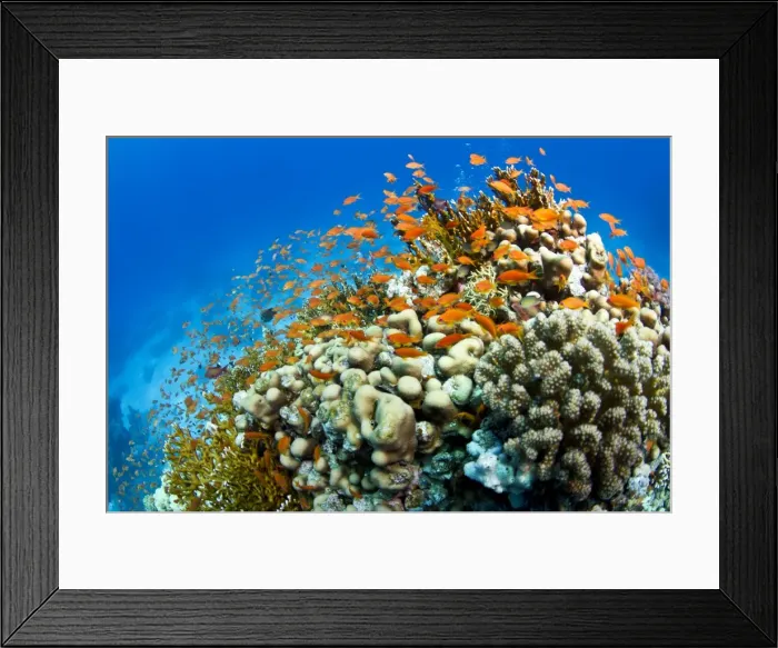 Framed Print : Picture No. 10890887 Framed Print : Picture No. 10890887