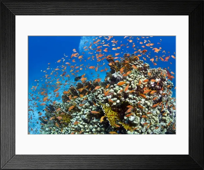 Framed Print : Picture No. 10890886 Framed Print : Picture No. 10890886