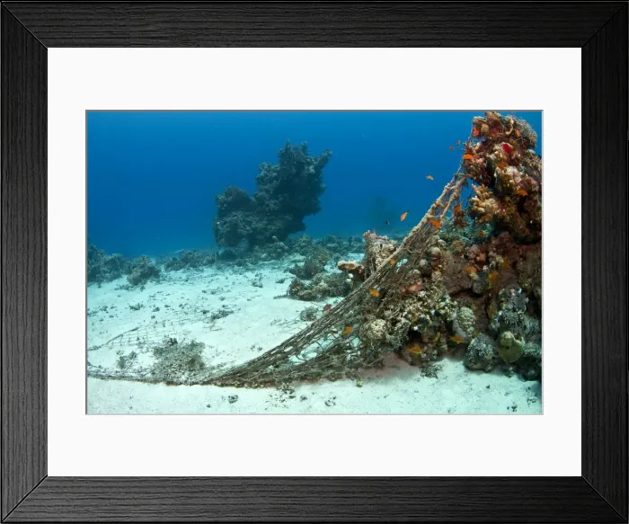 Framed Print : Picture No. 10890889 Framed Print : Picture No. 10890889