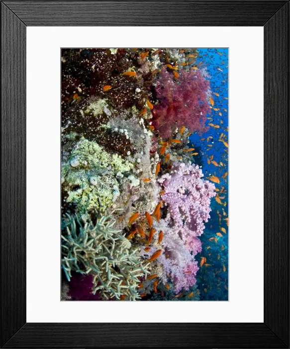 Framed Print : Picture No. 10890884 Framed Print : Picture No. 10890884