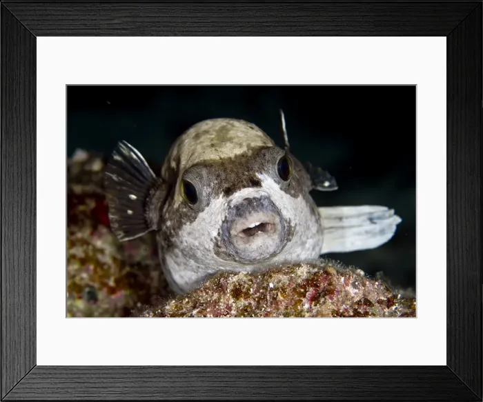 Framed Print : Picture No. 10890892 Framed Print : Picture No. 10890892