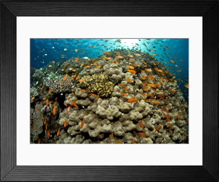 Framed Print : Picture No. 10890891 Framed Print : Picture No. 10890891