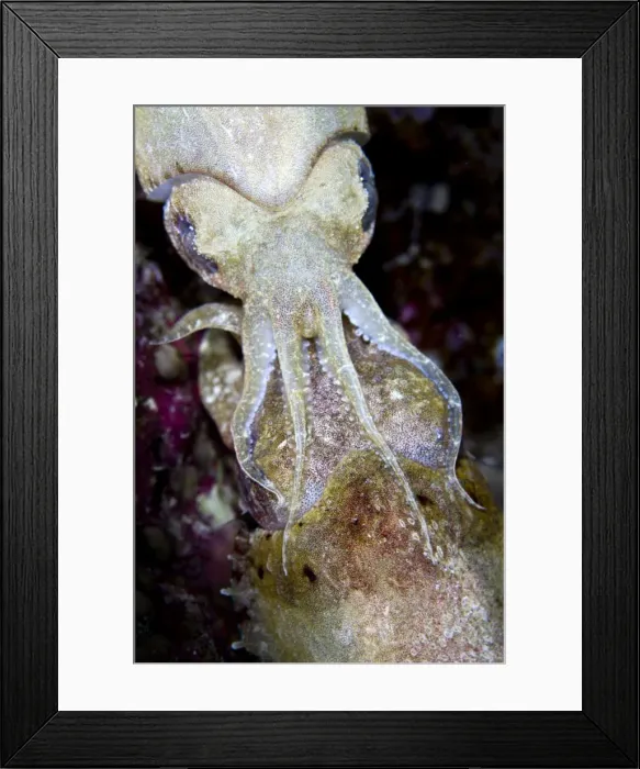 Framed Print : Picture No. 10890896 Framed Print : Picture No. 10890896