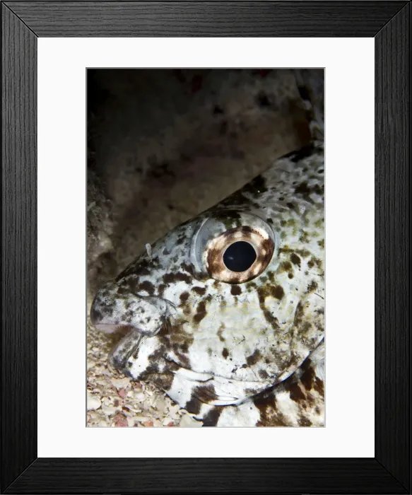 Framed Print : Picture No. 10890893 Framed Print : Picture No. 10890893