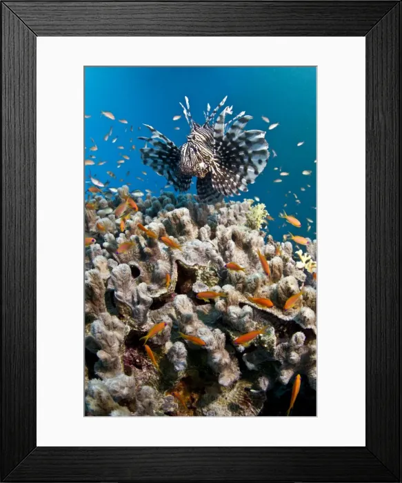 Framed Print : Picture No. 10890899 Framed Print : Picture No. 10890899