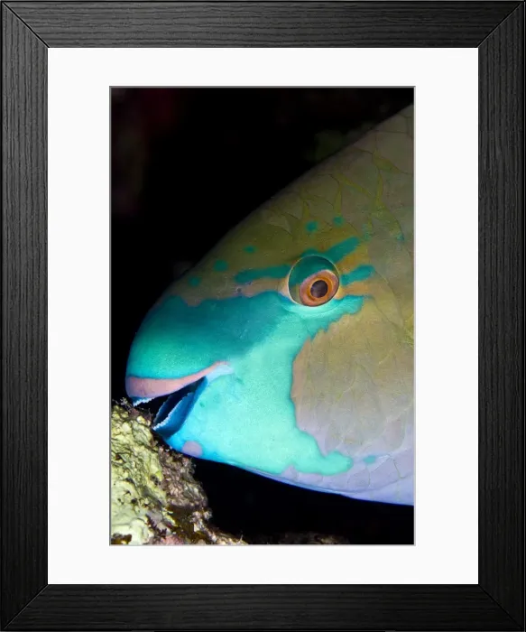 Framed Print : Picture No. 10890897 Framed Print : Picture No. 10890897