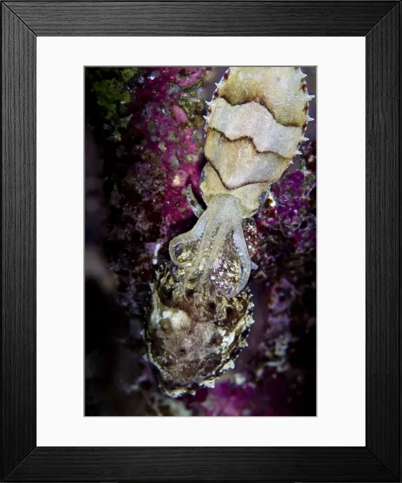 Framed Print : Picture No. 10890895 Framed Print : Picture No. 10890895