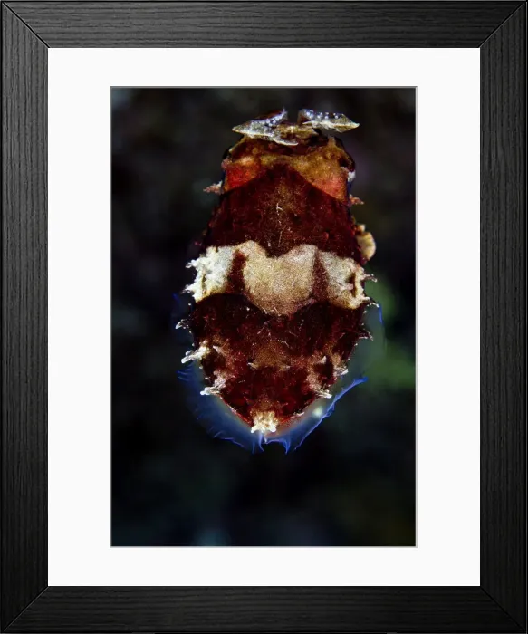 Framed Print : Picture No. 10890894 Framed Print : Picture No. 10890894