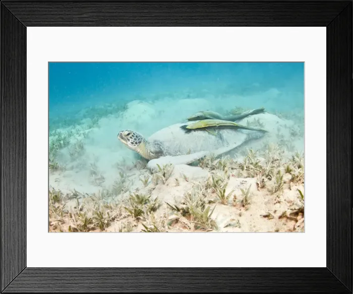 Framed Print : Picture No. 10890900