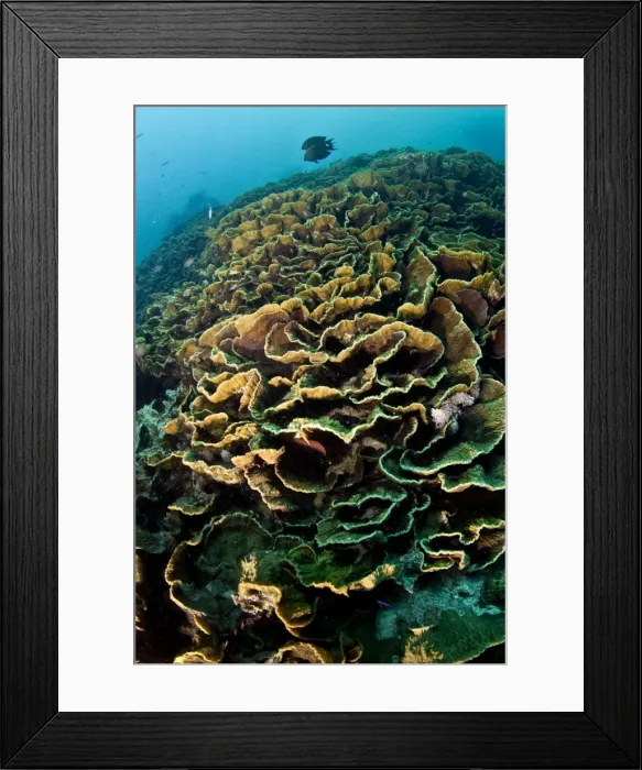 Framed Print : Picture No. 10890898 Framed Print : Picture No. 10890898