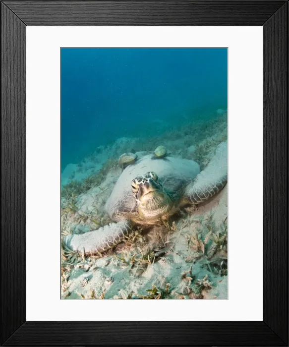 Framed Print : Picture No. 10890903 Framed Print : Picture No. 10890903